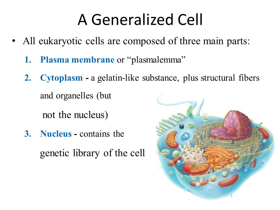 Chapter 3 The Cellular Level of Organization - ppt video online 